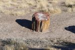 PICTURES/Petrified Wood/t_P1010440.JPG